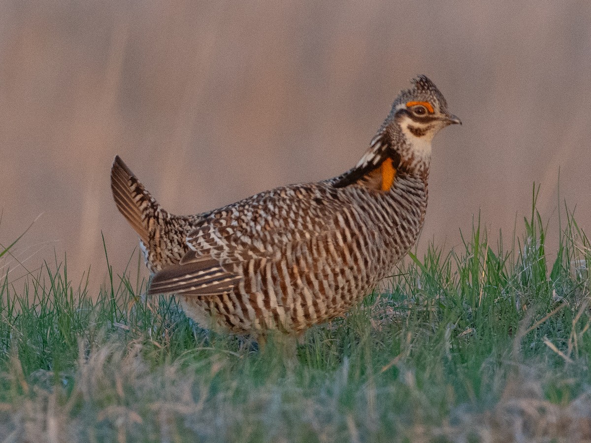 Greater Prairie-Chicken - ML618901939