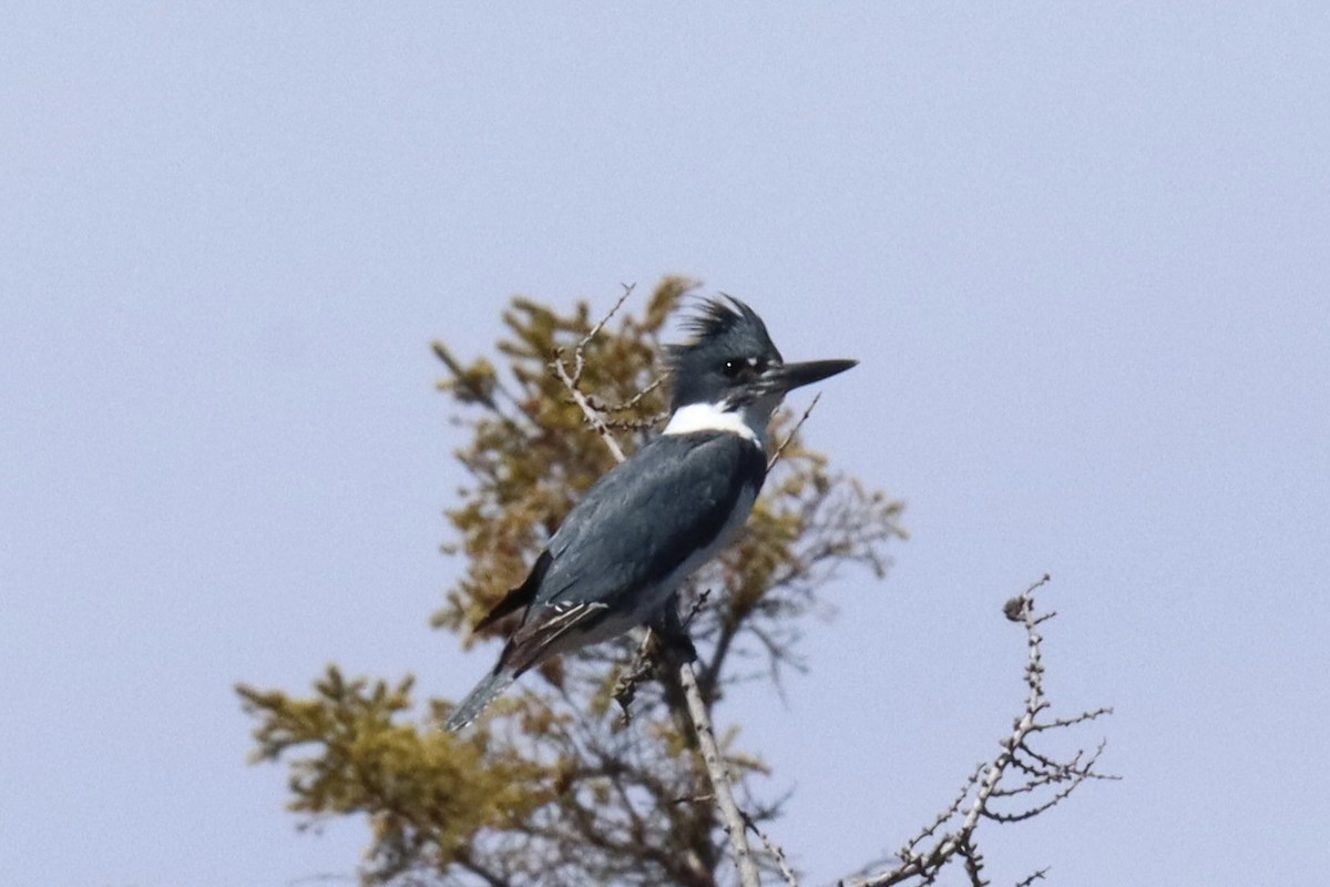 Belted Kingfisher - ML618901976