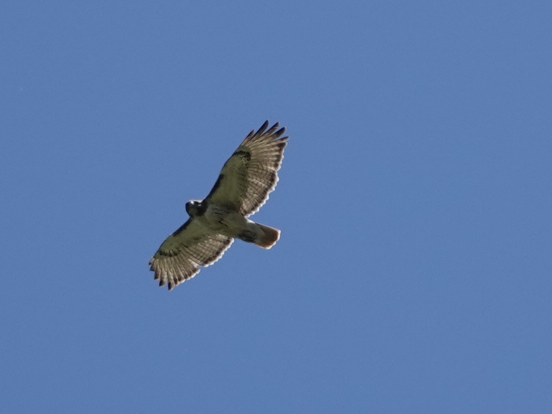 Red-tailed Hawk - Lottie Bushmann