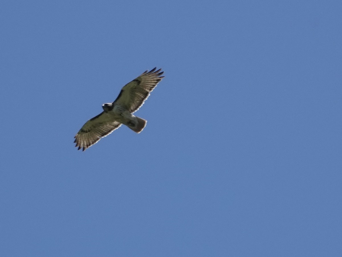 Red-tailed Hawk - Lottie Bushmann