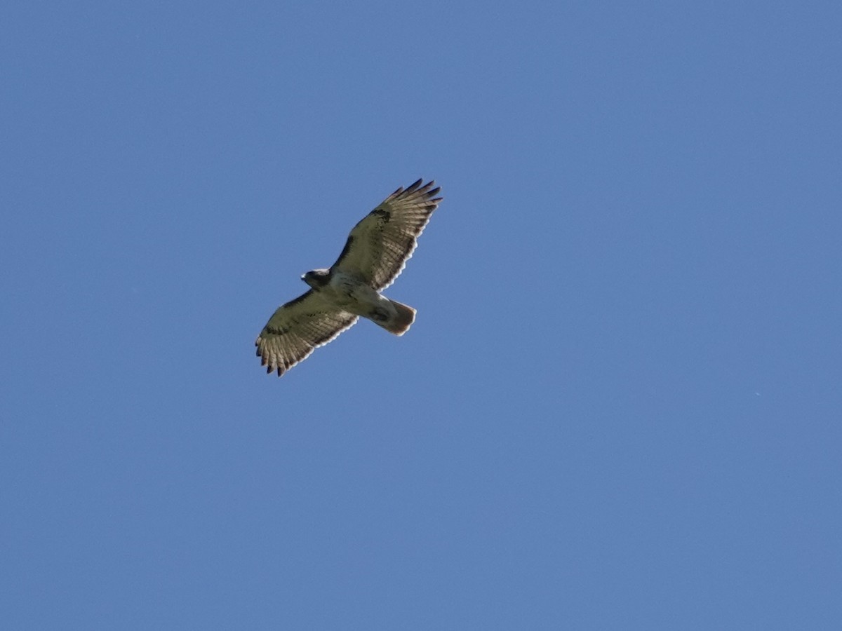Red-tailed Hawk - ML618901979