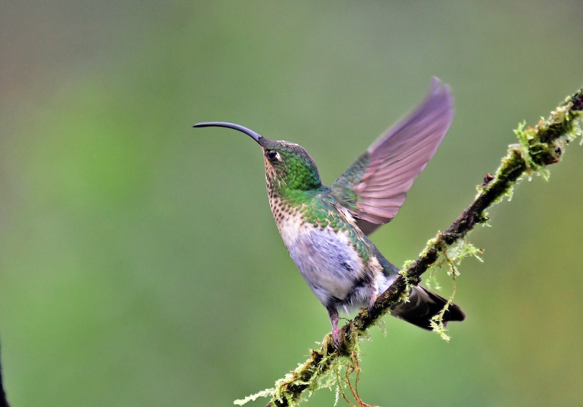 kolibřík aksamitový - ML618902028