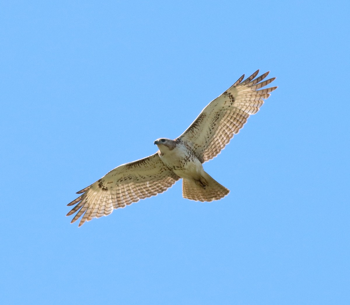 Red-tailed Hawk - ML618902054