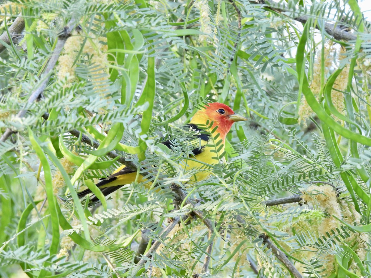 Western Tanager - ML618902099