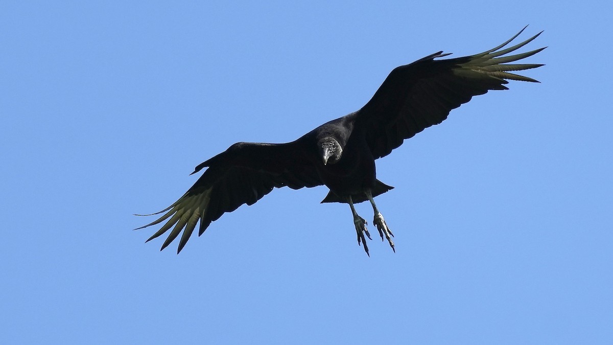 Black Vulture - ML618902102