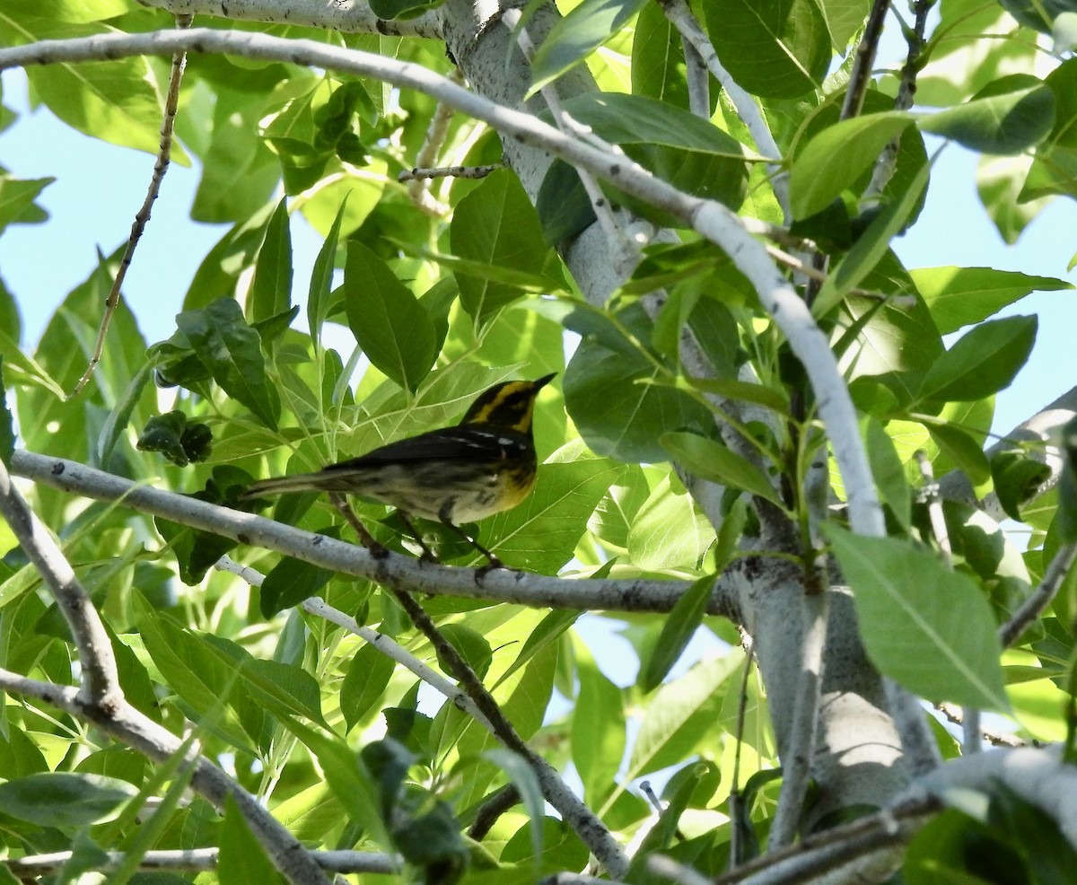Townsend's Warbler - Amy Lewis