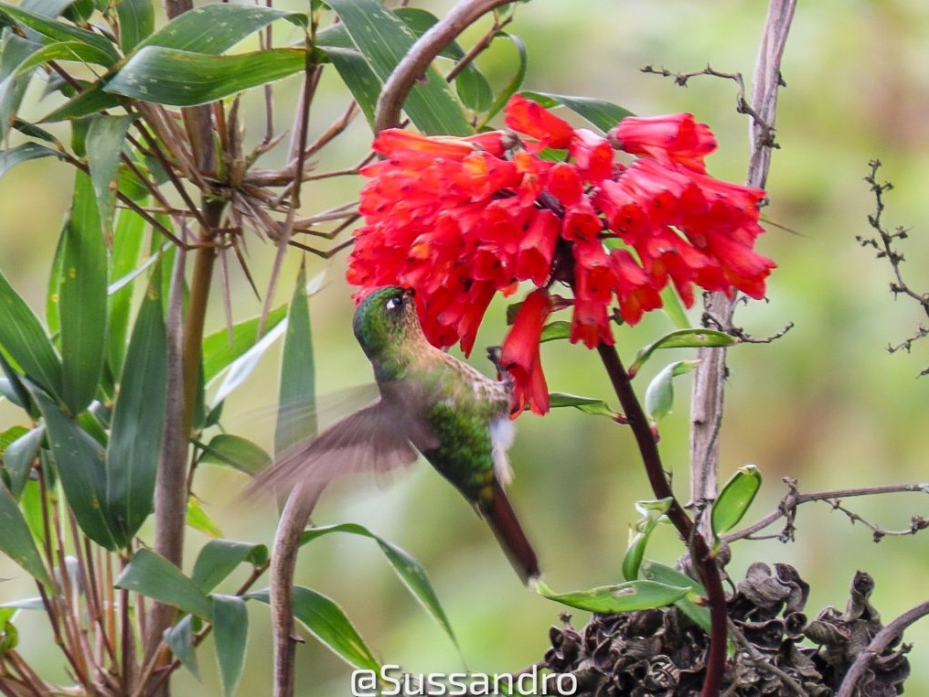 kolibřík dřišťálový - ML618902147