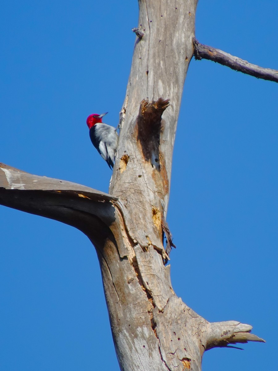 Red-headed Woodpecker - ML618902150
