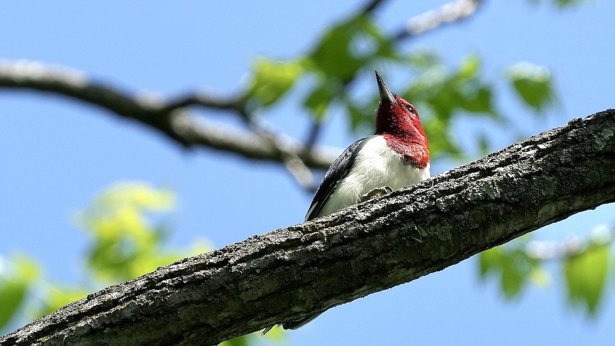 Red-headed Woodpecker - ML618902180