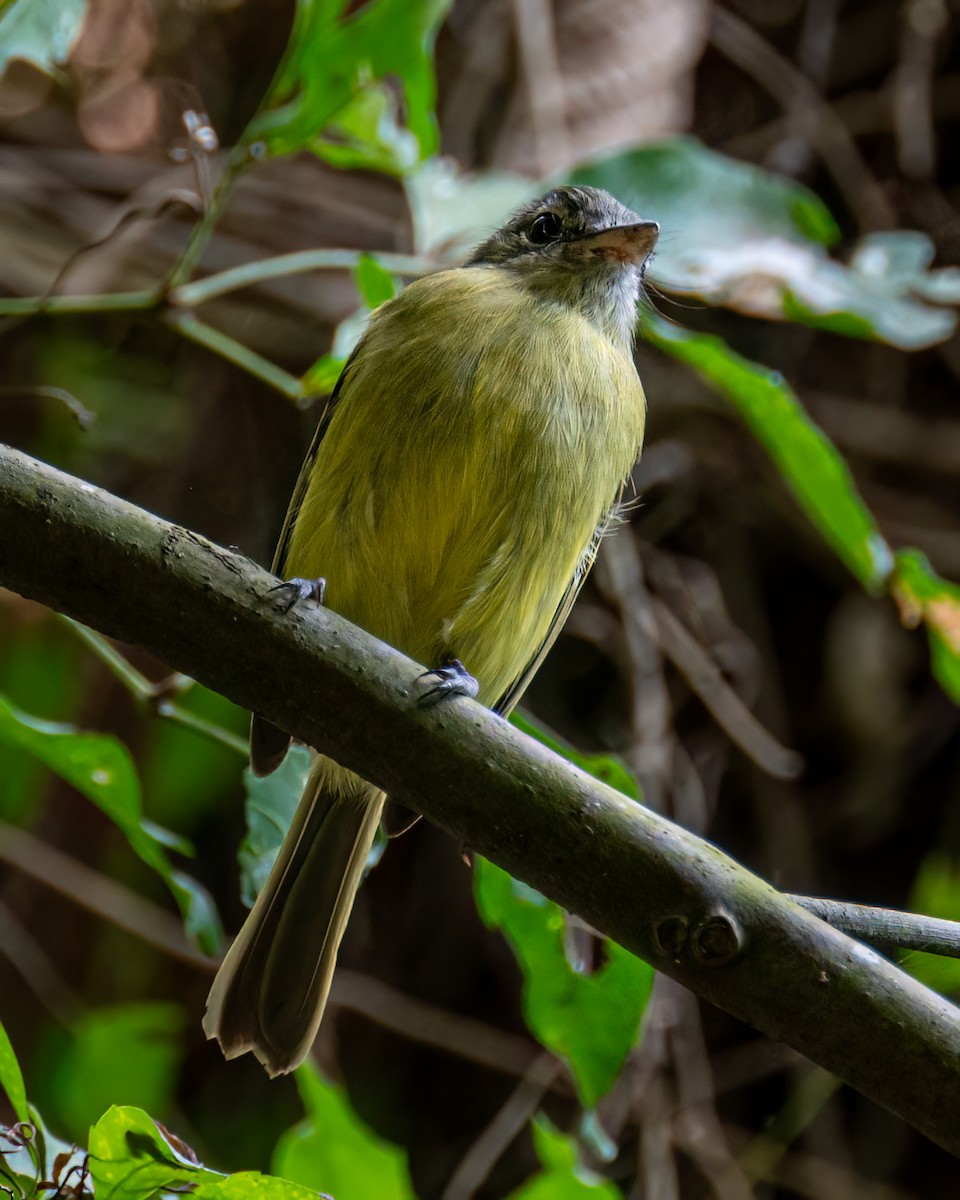 Sepia-capped Flycatcher - ML618902203