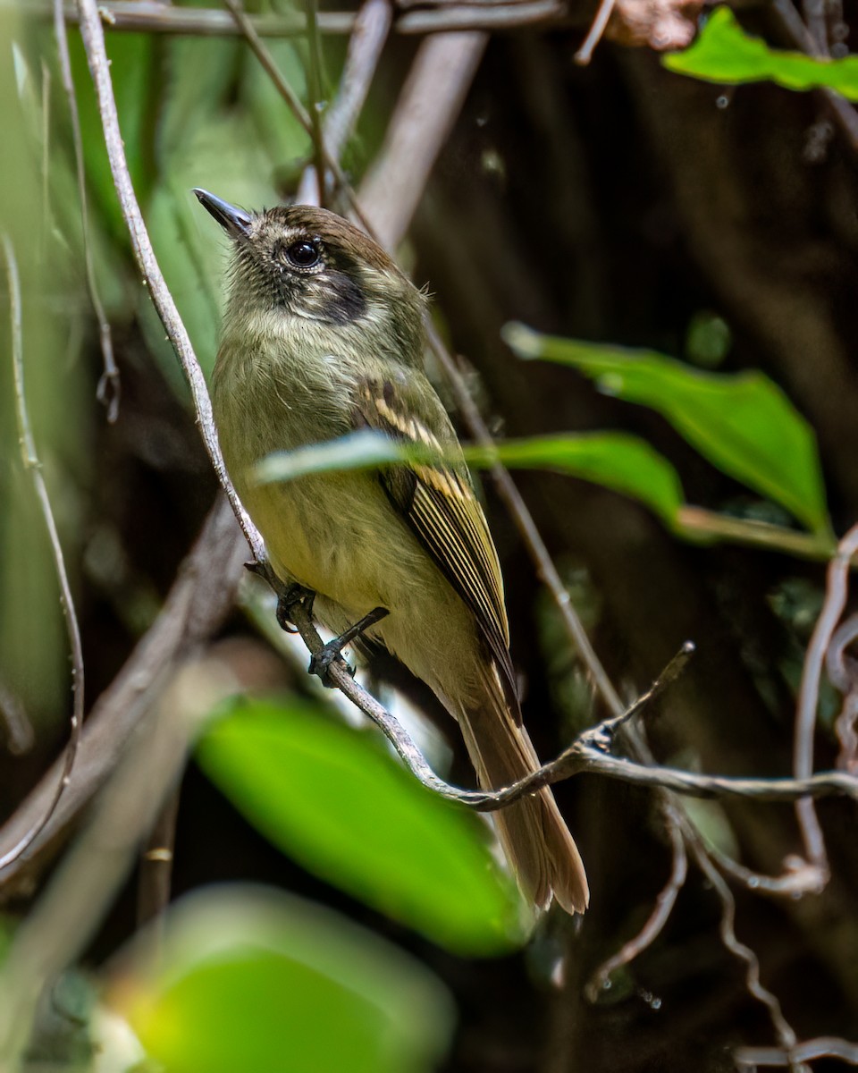 Sepia-capped Flycatcher - ML618902204