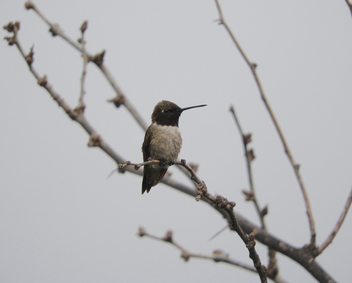 Black-chinned Hummingbird - ML618902207