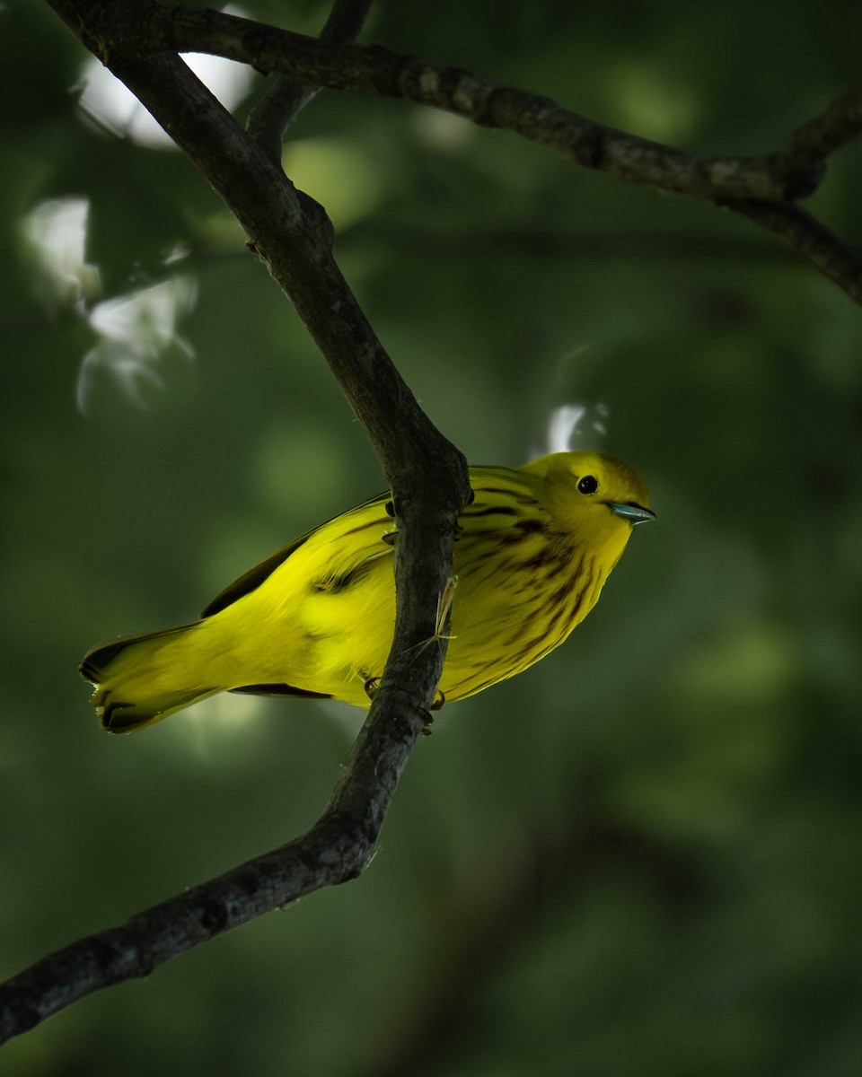 Yellow Warbler - Daniel Mahoney