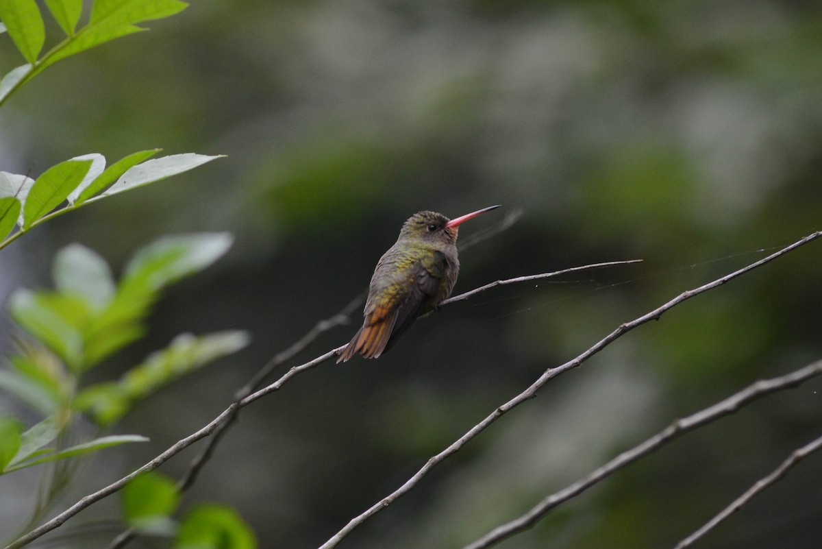 Gilded Hummingbird - ML618902281