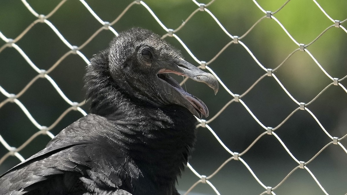 Black Vulture - Sunil Thirkannad