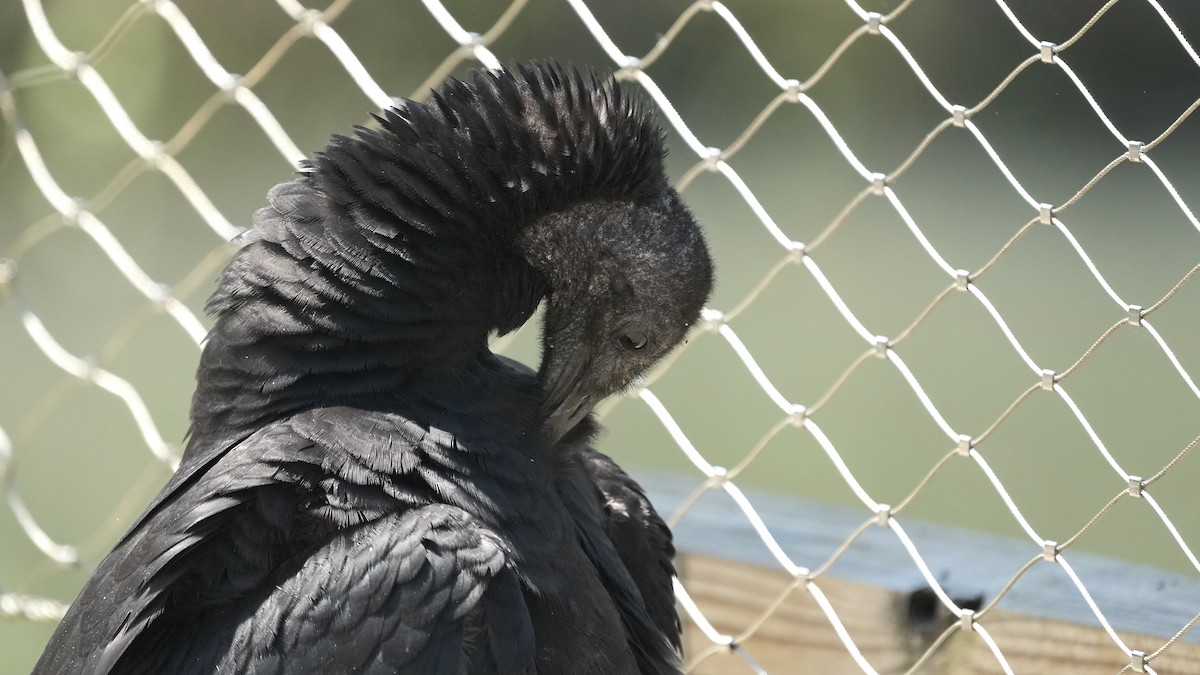 Black Vulture - ML618902309