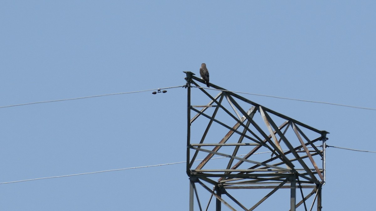 Red-tailed Hawk - Sunil Thirkannad