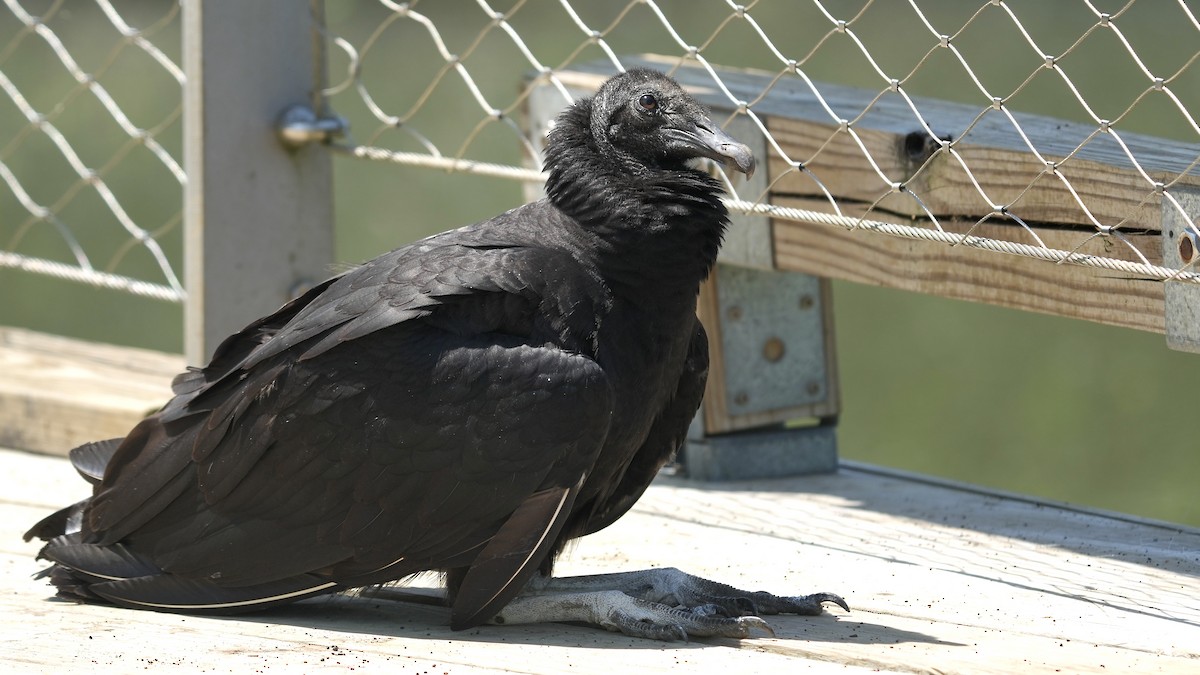 Black Vulture - ML618902323