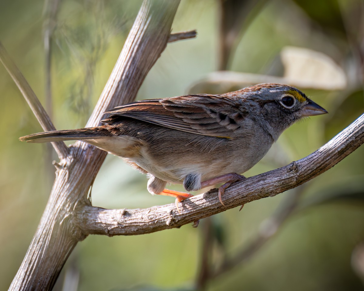 Grassland Sparrow - ML618902325