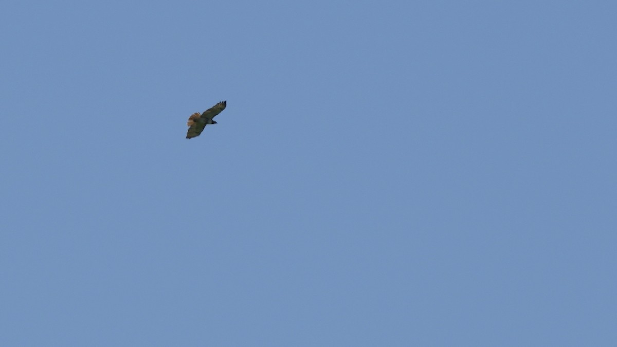 Red-tailed Hawk - ML618902332