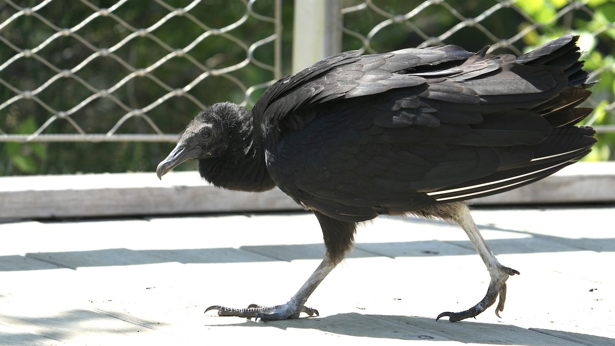 Black Vulture - ML618902337