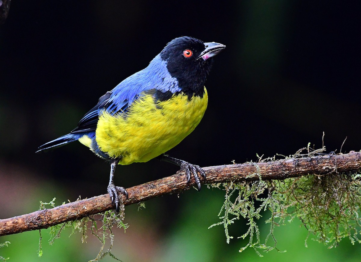 Hooded Mountain Tanager - ML618902338