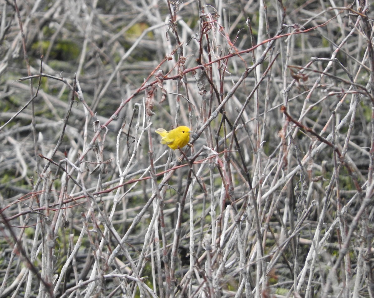 Yellow Warbler - ML618902341