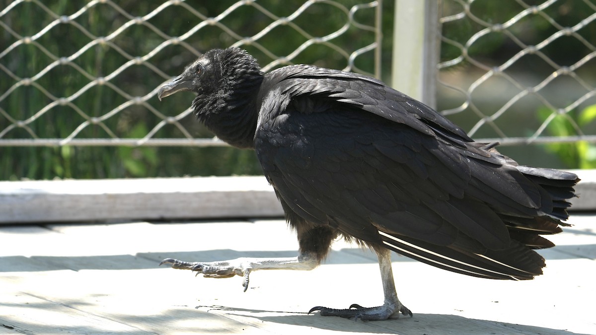 Black Vulture - ML618902342