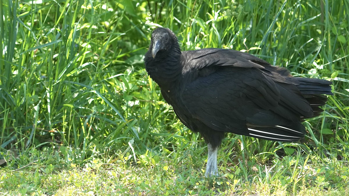 Black Vulture - ML618902344