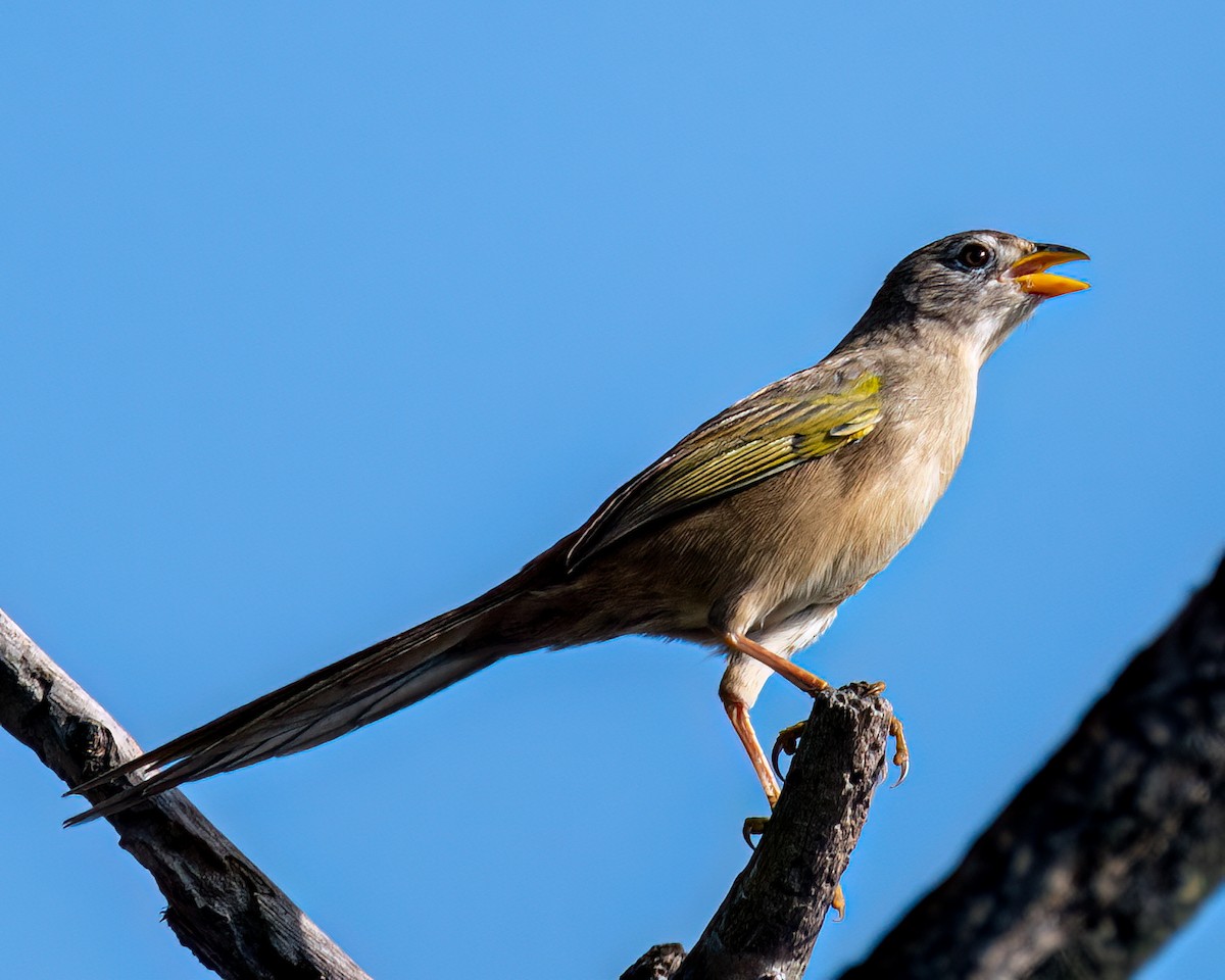 Wedge-tailed Grass-Finch - ML618902400