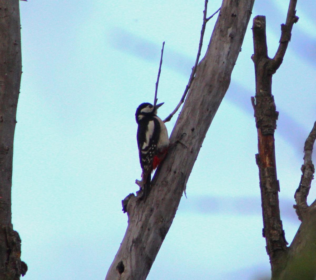 Great Spotted Woodpecker - ML618902438