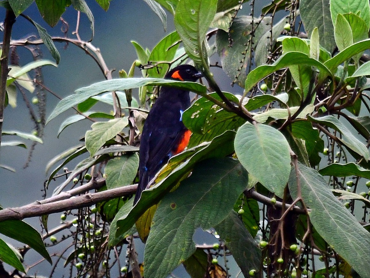 Scarlet-bellied Mountain Tanager - ML618902559