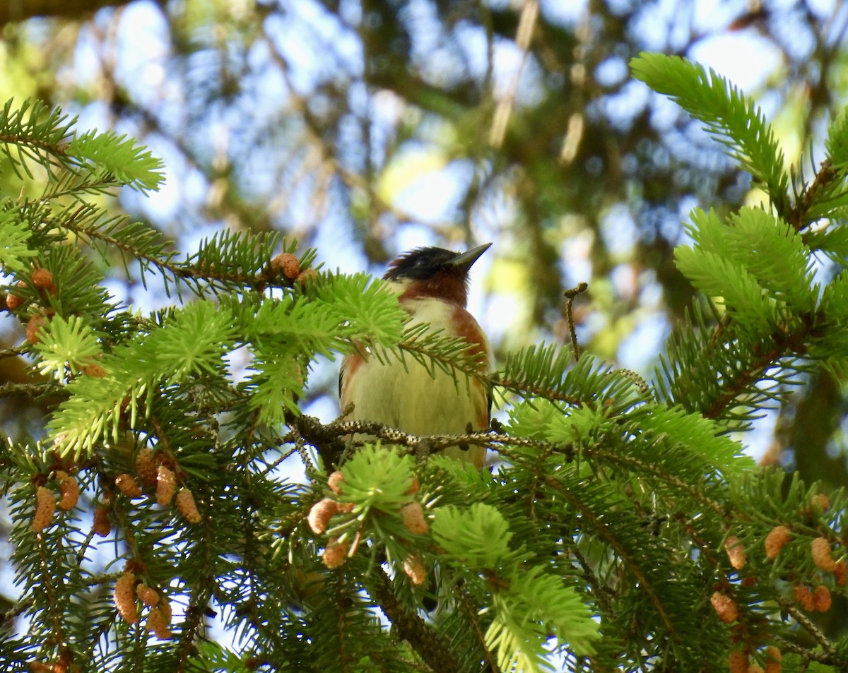 Bay-breasted Warbler - ML618902573