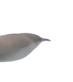 Black-billed Cuckoo - ML618902600