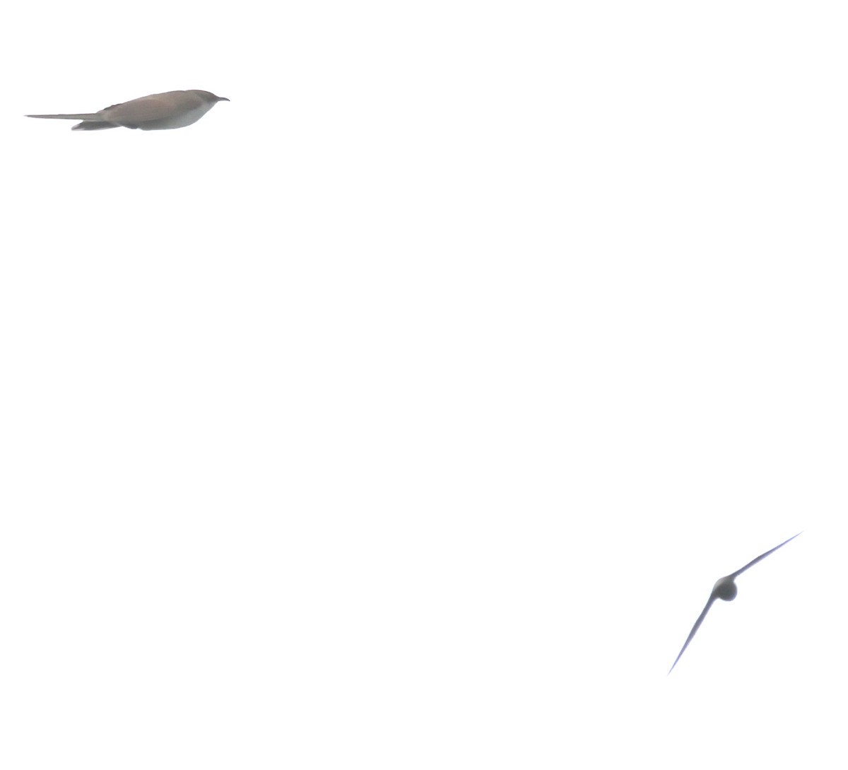 Black-billed Cuckoo - ML618902602