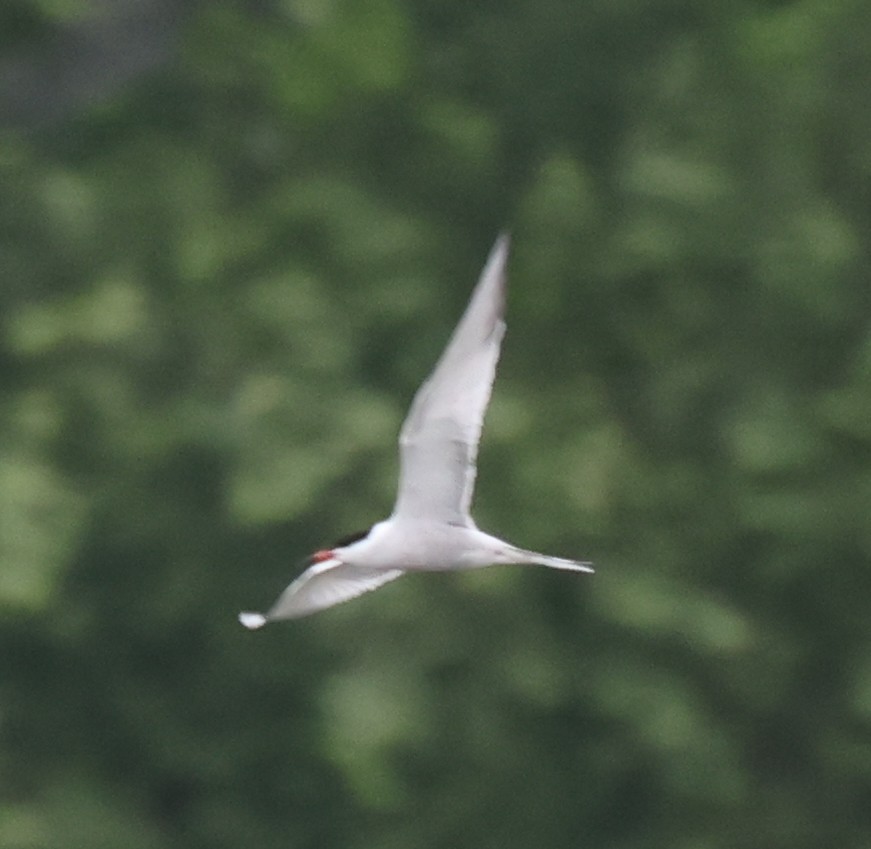 Common Tern - ML618902625