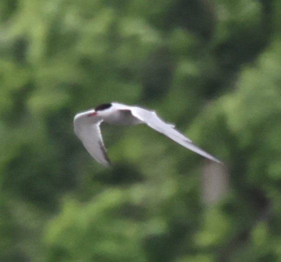 Common Tern - ML618902626