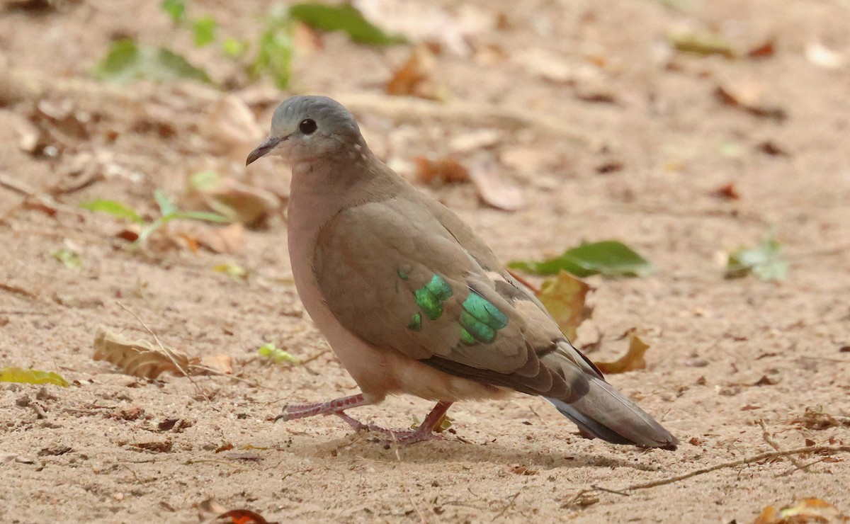 Emerald-spotted Wood-Dove - ML618902631
