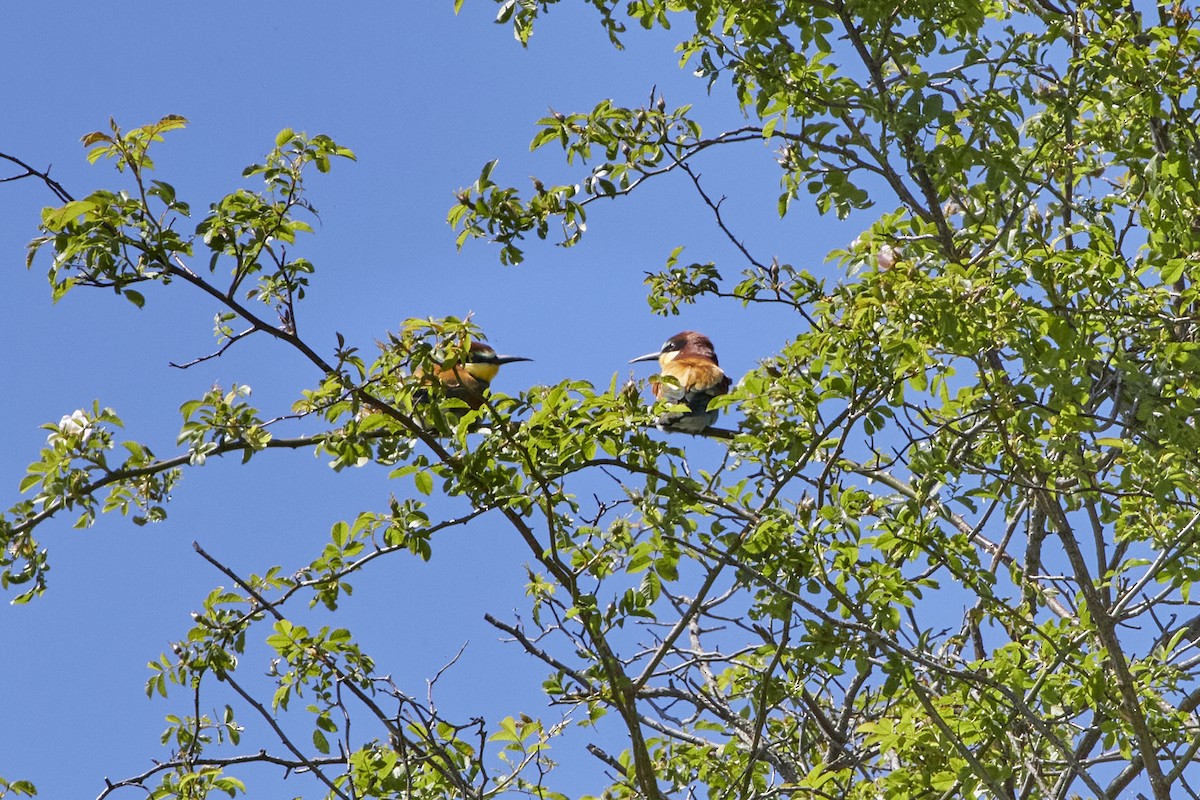European Bee-eater - Monika Kolodziej
