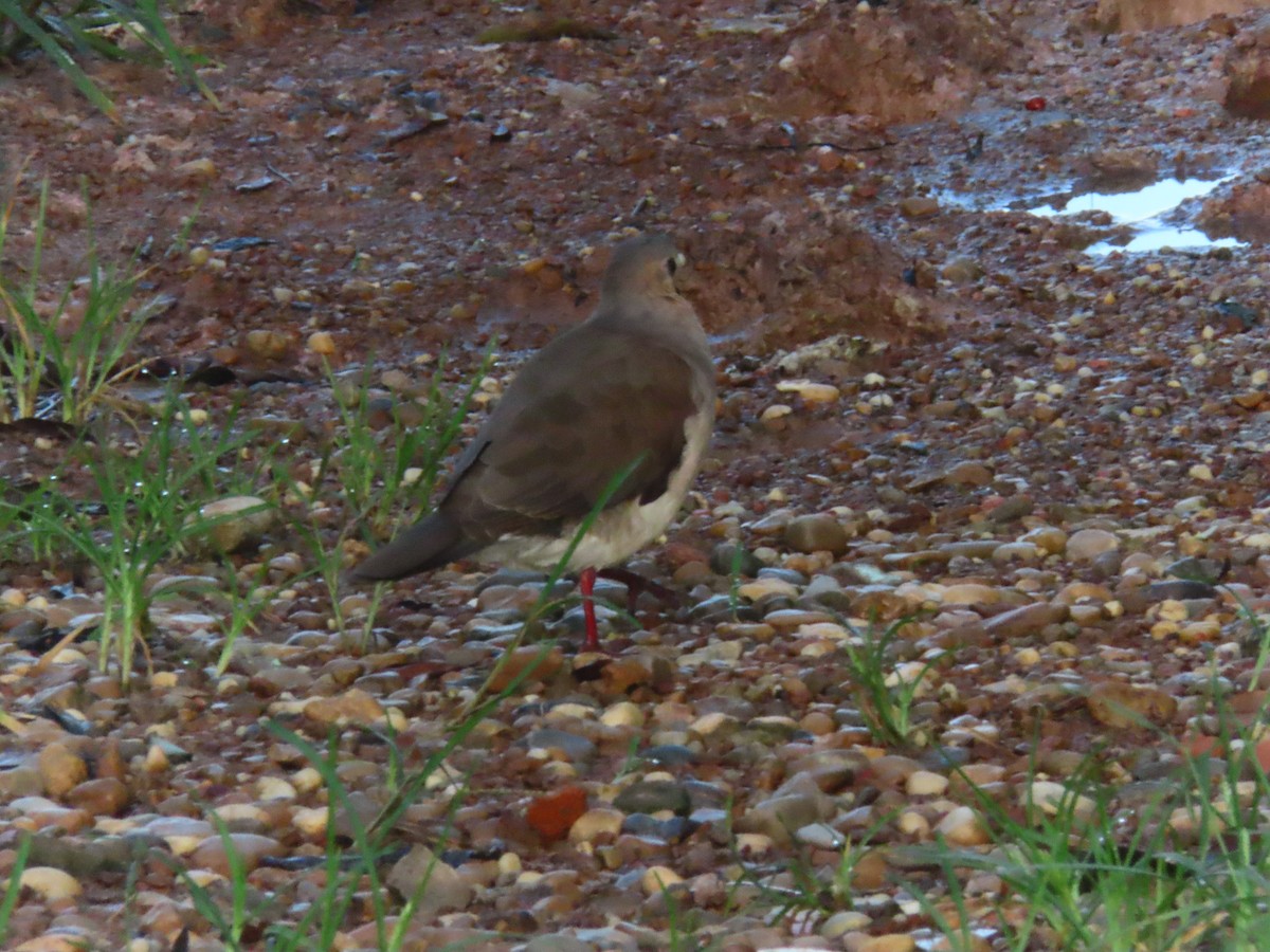 Gray-fronted Dove - ML618902664