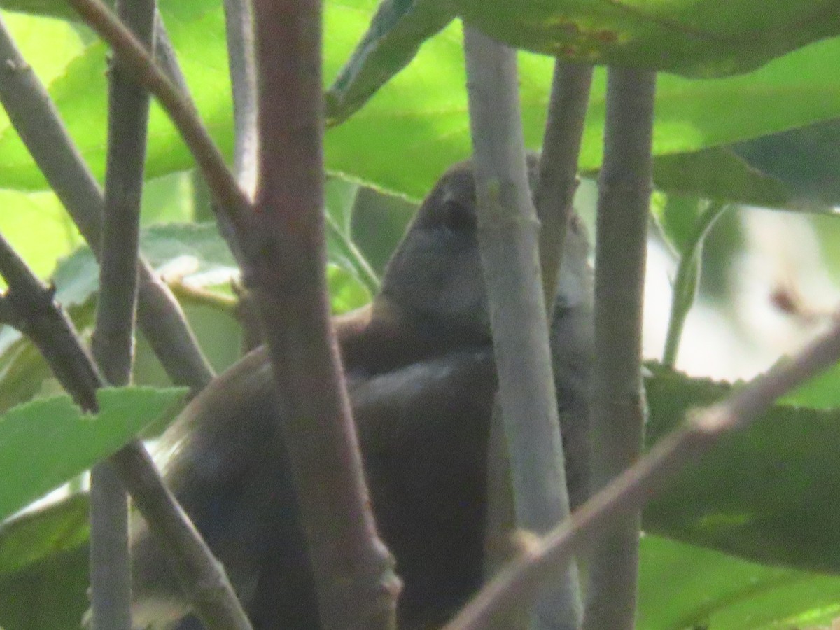 Pale-breasted Spinetail - ML618902696