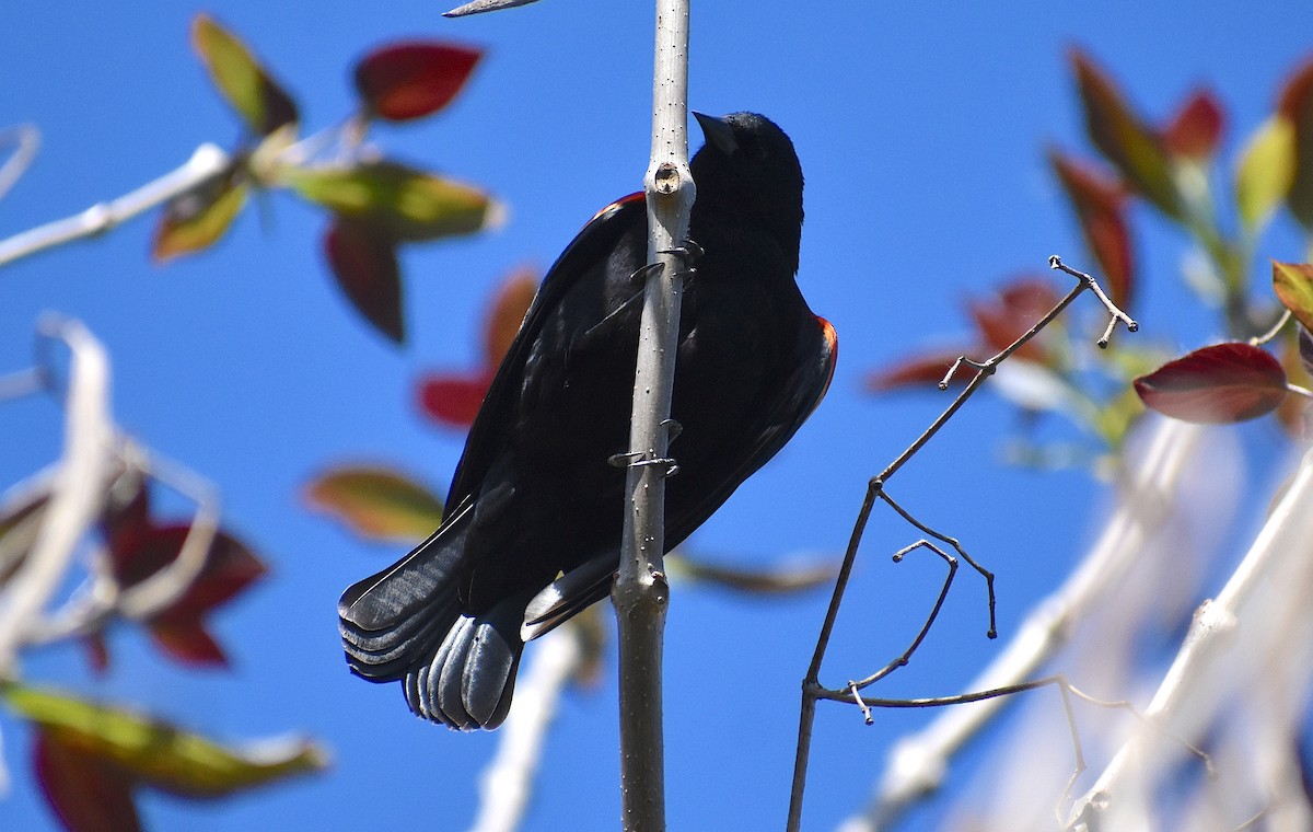 Red-winged Blackbird - Ken Steffenson