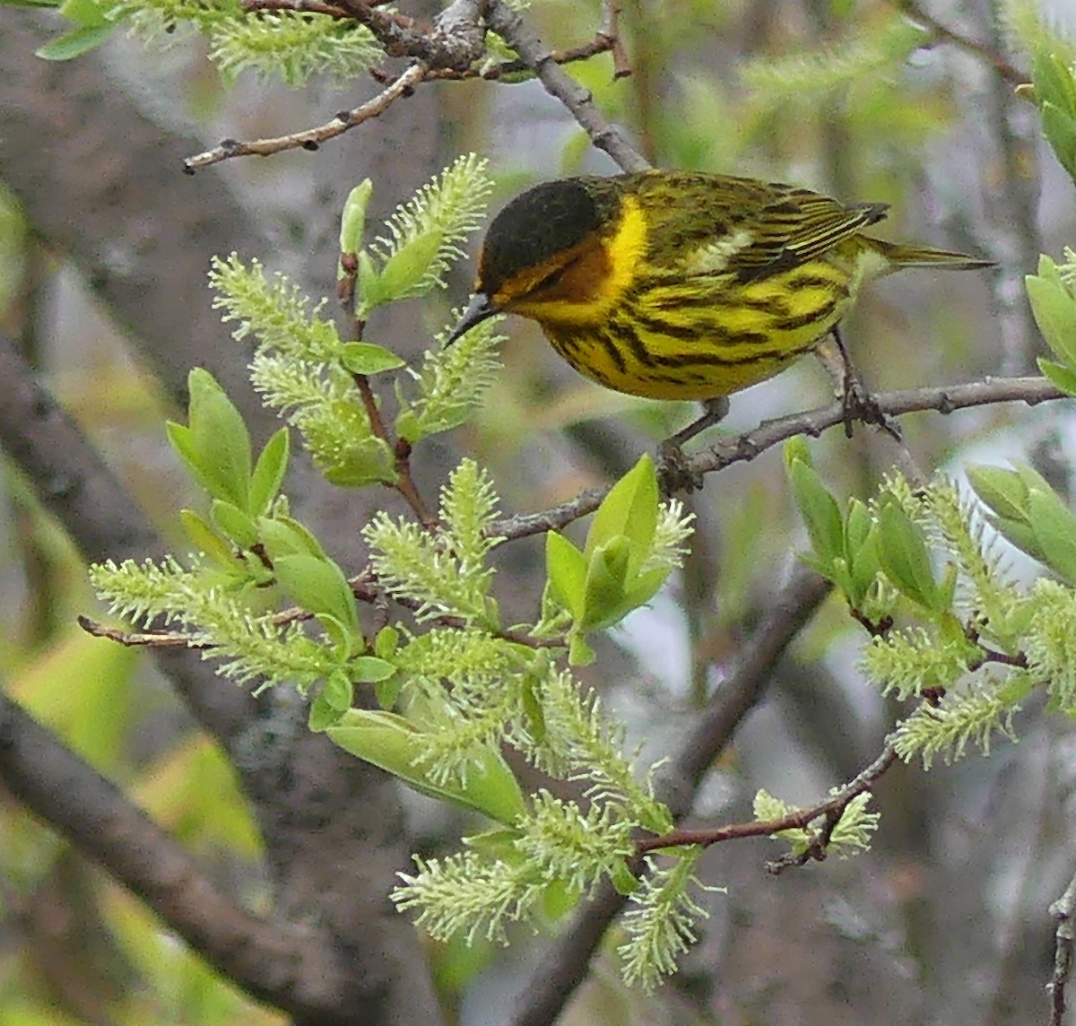 Cape May Warbler - ML618902734