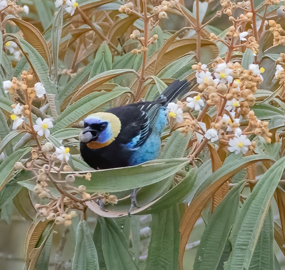 Golden-hooded Tanager - Tracy Kaminer