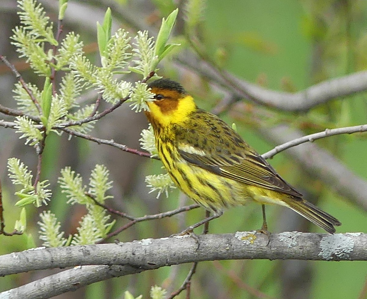 Cape May Warbler - ML618902757