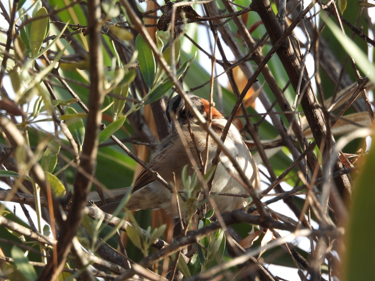 Rufous-collared Sparrow - ML618902785
