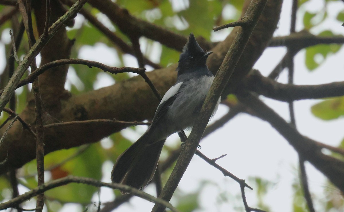 African Crested Flycatcher - ML618902794
