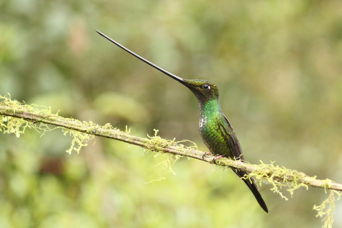 Sword-billed Hummingbird - ML618902818