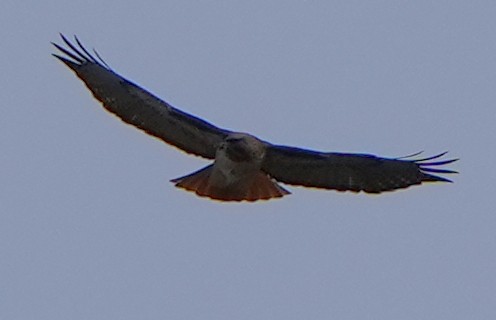 Red-tailed Hawk - ML618902820