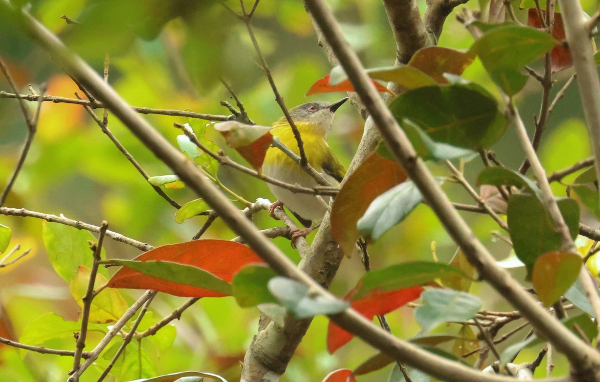 Yellow-breasted Apalis - ML618902822